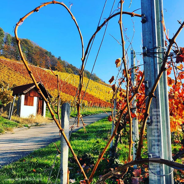 Herz aus Weinreben geformt in den Weinbergen des Remstals