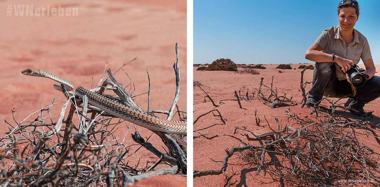 Detailaufnahme einer Schlange in der Namib Wüste